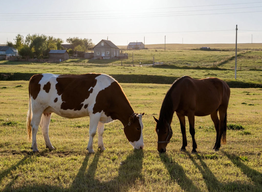 Из города в село за деньги: новая программа для жителей Семея